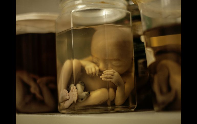 Sin la dirección de una madre, dan pasos críticos hacia la formación de un cuerpo. EL INFORMADOR / ARCHIVO