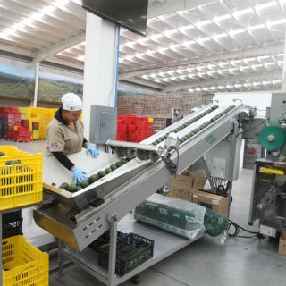 Cuatro de cada 10 aguacates que produce Jalisco se exportan