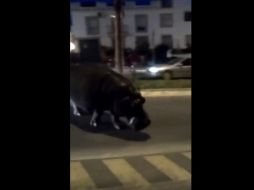 Los residentes disfrutaron del espectáculo cuando comprobaron que el hipopótamo no era agresivo. YOUTUBE / ANIMALES SALVAJES