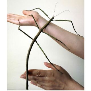 El insecto más largo del mundo es descubierto en China