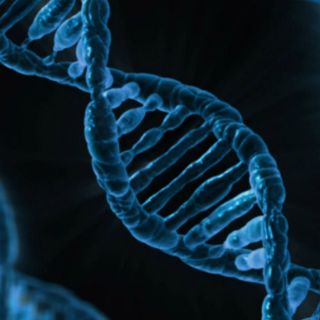 Genes predecirían edad de la primera experiencia sexual: estudio