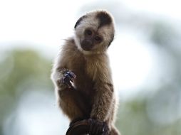 Los simios actuales son sensibles a los cambios de temperatura y por tanto alertan al cambio climático. EFE / ARCHIVO