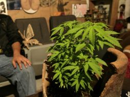 Los cultivadores y el movimiento cannábico argentino en general está creciendo y se organiza cada vez más y mejor, destacan. SUN / ARCHIVO