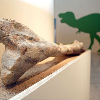 Misión recoge una tonelada de huesos de dinosaurios y fósiles de la Antártida