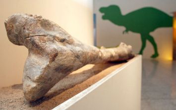 Misión recoge una tonelada de huesos de dinosaurios y fósiles de la  Antártida | El Informador