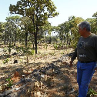 Recuperan hectáreas tras el megaincendio de 2012