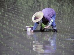 El descubrimiento tendrá trascendencia en la investigación de los orígenes del cultivo del arroz en China. EFE / ARCHIVO
