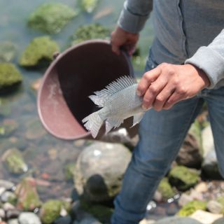 La SSJ presentará resultados de estudios en agua de Poncitlán