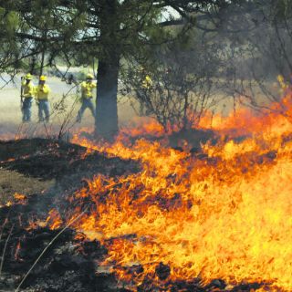 Invierten 632 pesos para conservar cada hectárea en La Primavera