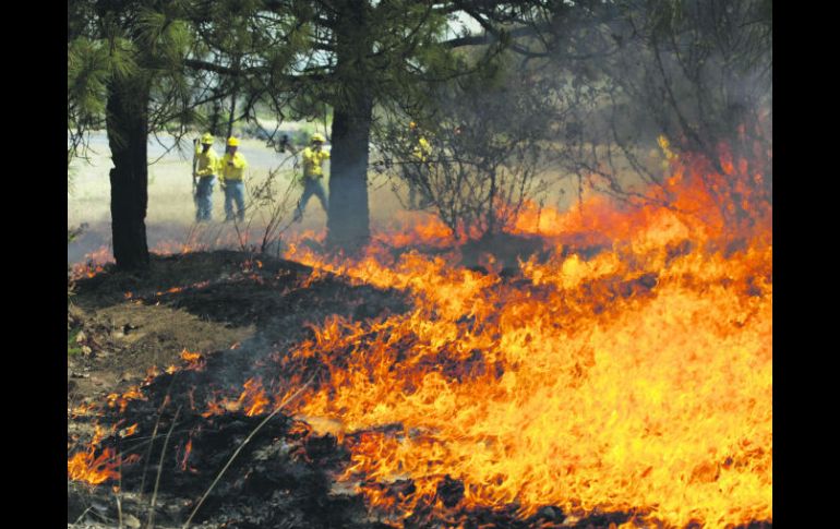 Devastación. En abril de 2012 ocurrió uno de los peores incendios en La Primavera. EL INFORMADOR /