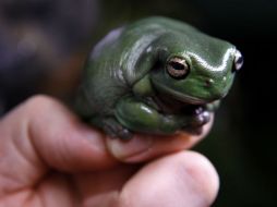 Uno de los pequeños sapos que se estudia en Ecuador, que ha abierto el camino a la biomedicina. AP / ARCHIVO