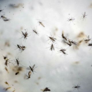 Republicanos, despreocupados por combatir el zika en EU