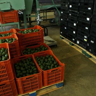 Saldo de balanza comercial a marzo es de 155 MDD