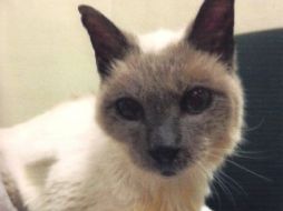 Scooter, sin embargo, no es el gato más viejo de todos los tiempos. La marca le pertenece a otro gato de Texas, que vivió 38 años. AP /