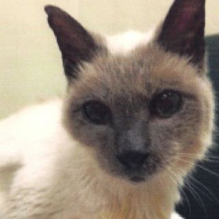Un siamés de 30 años, el gato vivo más viejo del mundo