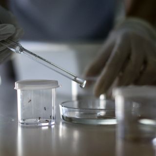 No se ve vacuna contra el zika en corto plazo: SSa