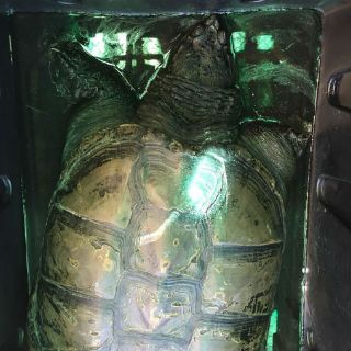 Consigan a un hombre por intentar robar una tortuga lagarto