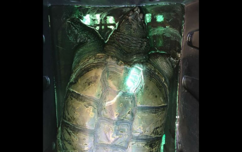 Tras intentar hurtar al anfibio, el hombre fue internado en el Penal de Puente Grande para realizarle un proceso penal. ESPECIAL / PGR Jalisco