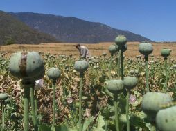 Movimiento Ciudadano aseveró que lo que está haciendo la Presidencia de la República con el tema de la amapola 'es irse por las ramas'. NTX / ARCHIVO