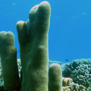 Muerte de corales pone en riesgo supervivencia de peces: estudio