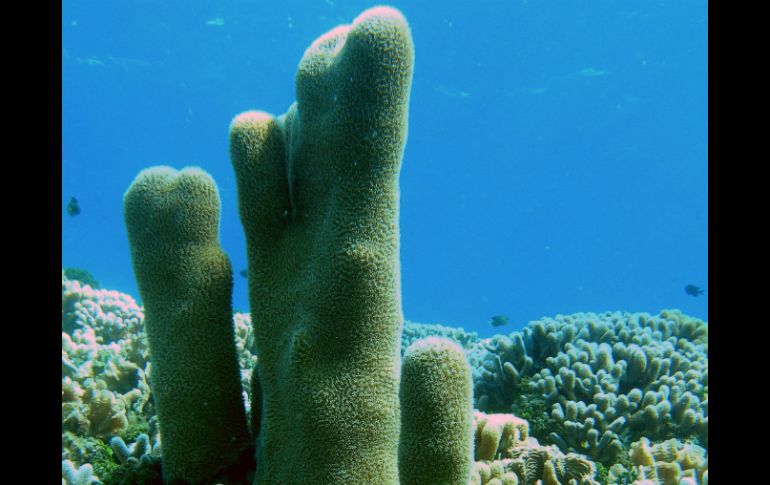 La creciente degradación de los arrecifes impide que los peces puedan reconocer la presencia de un depredador. EFE / ARCHIVO