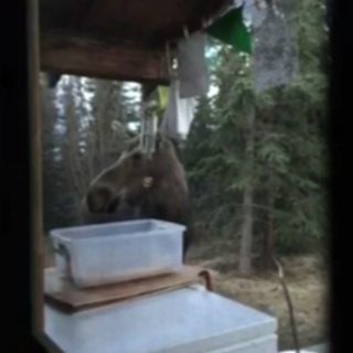 Un alce protagoniza un interludio musical en Alaska