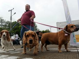 La compañía de un perro disminuye los sentimientos de soledad y depresión. EL INFORMADOR / ARCHIVO