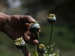 Nueve gobernadores apoyan propuesta de regular la siembra de la amapola con fines medicinales, lo demás no responden. AP / ARCHIVO