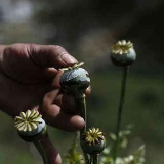 Nueve gobernadores, en favor de la amapola; 'Bronco' la rechaza