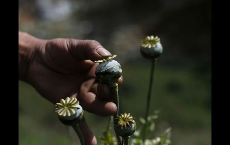 Nueve gobernadores apoyan propuesta de regular la siembra de la amapola con fines medicinales, lo demás no responden. AP / ARCHIVO