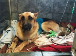 Pese a que sufre daño renal, los veterinarios anticipan que 'Haus' se repondrá. AP / T. Lush