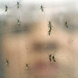Estados Unidos destinará 85 MDD para combatir al zika