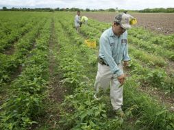 Especialistas plantean dar a conocer las contribuciones de los connacionales en Estados Unidos, pues generan el 8% del PIB de ese país. AP / ARCHIVO