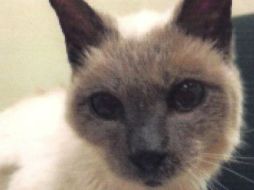 Aunque Scooter alcanzó un récord, no ha sido el gato más viejo de todos los tiempos. Otro minino vivió 38 años. ESPECIAL /