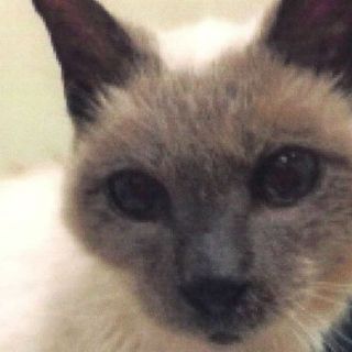 El gato más longevo del mundo muere a los 30 años