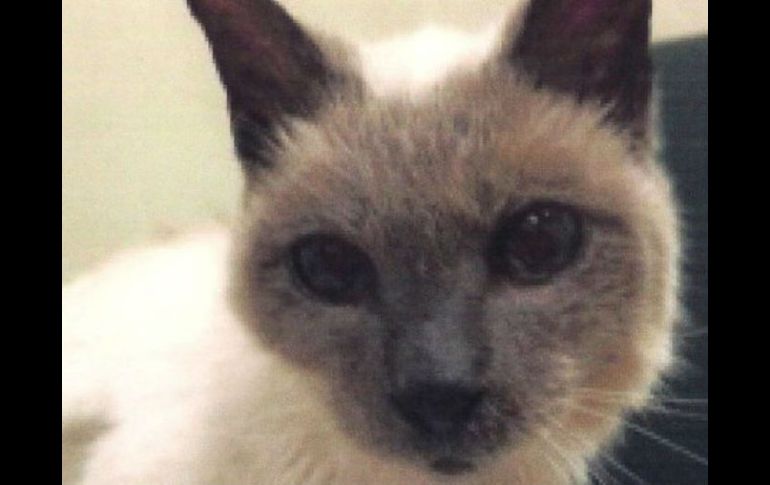 Aunque Scooter alcanzó un récord, no ha sido el gato más viejo de todos los tiempos. Otro minino vivió 38 años. ESPECIAL /