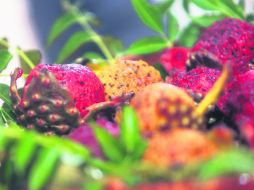 La pitaya ofrece su elixir esta temporada. EL INFORMADOR / A. Hinojosa