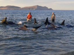 Los restos de las ballenas serán sepultadas conforme lo establece el Protocolo de Atención para Varamiento de Mamíferos Marinos. TWITTER / @SEMAR_mx