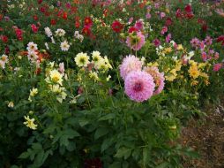 La Dalia es considerada una flor de herencia prehispánica que cada año adorna los cerros de Xochimilco. NTX / ARCHIVO