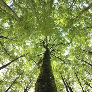 Bosques secundarios, arma contra el cambio climático