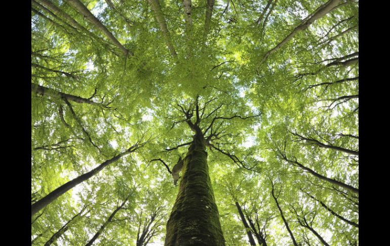 Podrían capturar el equivalente al dióxido de carbono producido por  toda Latinoamérica en los últimos 20 años. EFE / ARCHIVO