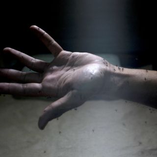 Suman 288 casos de zika en México