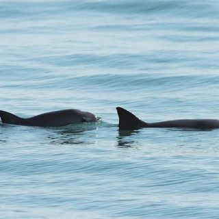 Advierten que vaquita marina está al borde de la extinción