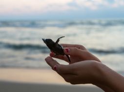 Durante la temporada 2015 se liberaron 200 mil 812 crías de la tortuga blanca y se resguardaron dos mil 964 nidos. NTX / ARCHIVO