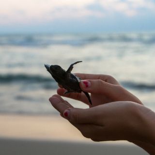 Mantienen preservación de tortugas marinas en Riviera Maya