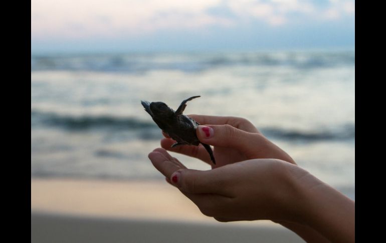 Durante la temporada 2015 se liberaron 200 mil 812 crías de la tortuga blanca y se resguardaron dos mil 964 nidos. NTX / ARCHIVO