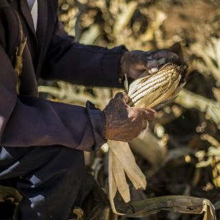 Investigador rechaza uso de transgénicos en la agricultura