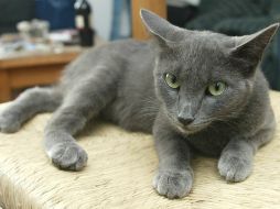 La Sociedad Médica Veterinaria estatal se opone a la prohibición, y sostiene que evita tener que sacrificar a los gatos que rasguñan. EL INFORMADOR / ARCHIVO