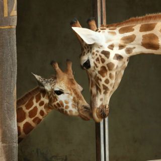 El genoma completo de la jirafa explica su peculiar morfología