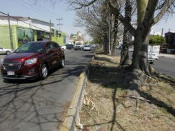 El Ayuntamiento tiene como objetivo retirar 700 árboles antes del temporal de lluvias. EL INFORMADOR / ARCHIVO